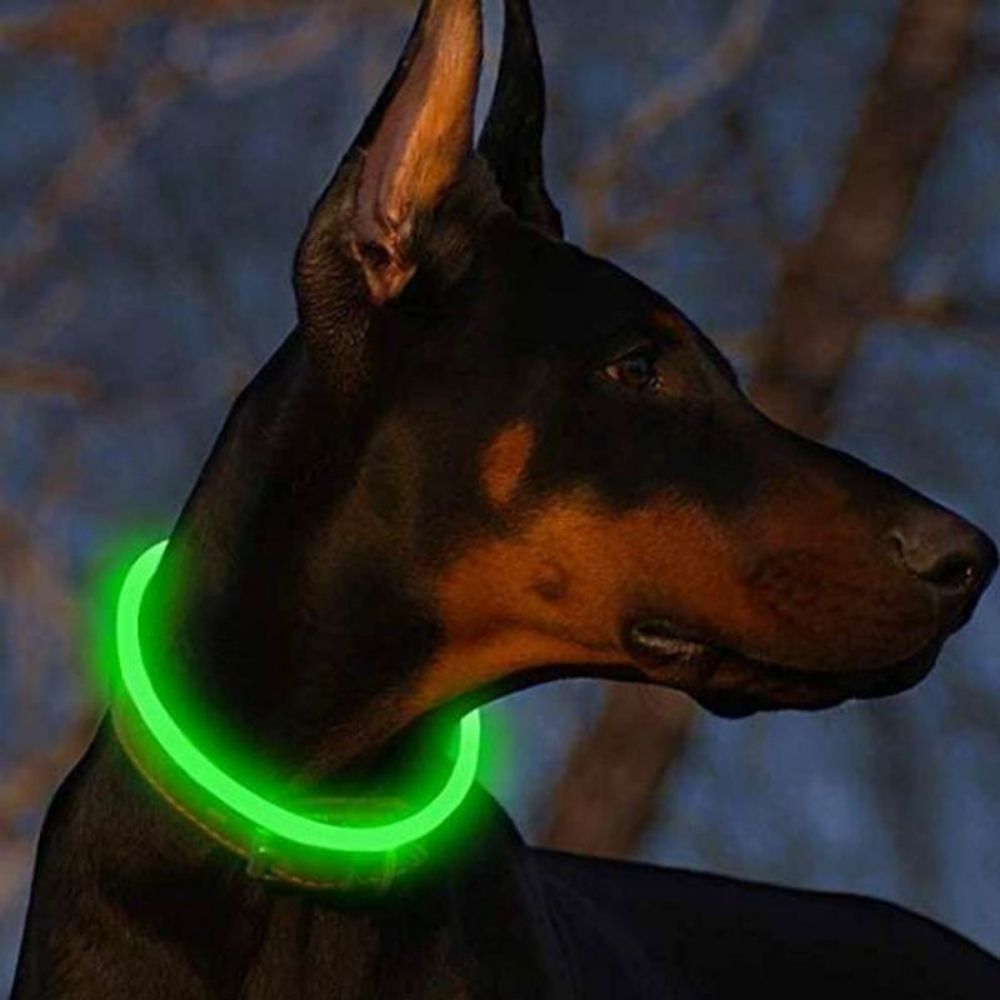 Leucht-Halsband PowerGlow – Sicher & Wiederaufladbar für Ihren Hund