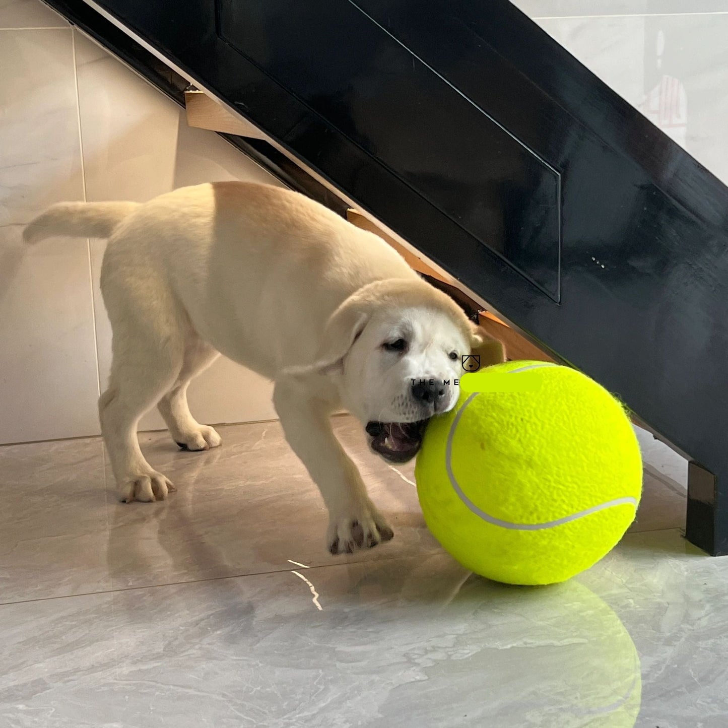 RiesenSpaß - Monster-Tennisball für Hunde