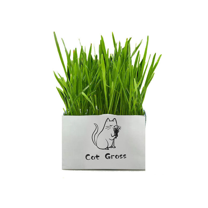 GreenPaws: Organisches Katzen-Gras Kit – Gesund & Einfach!