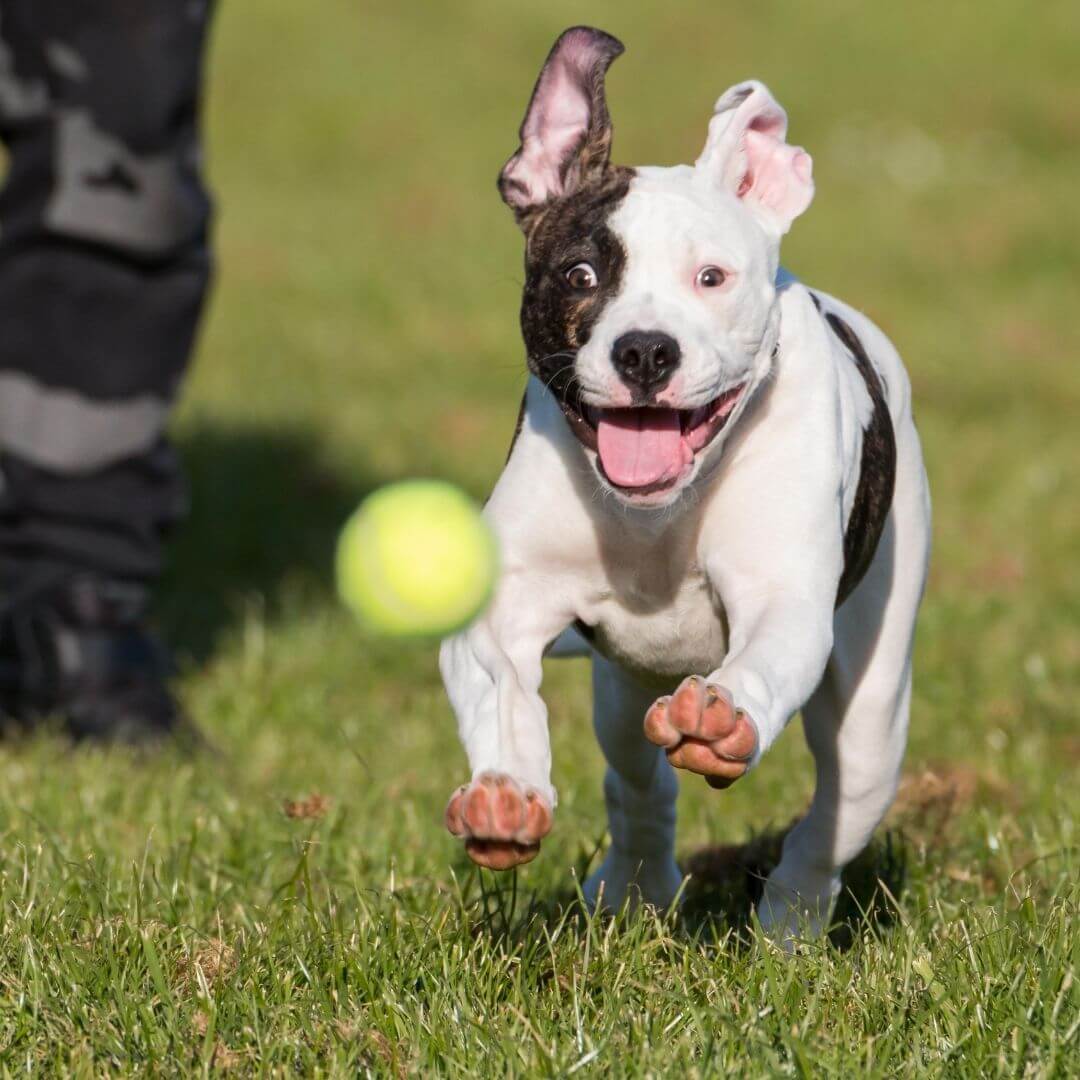 Furryfeet - Astro Launcher für Hunde