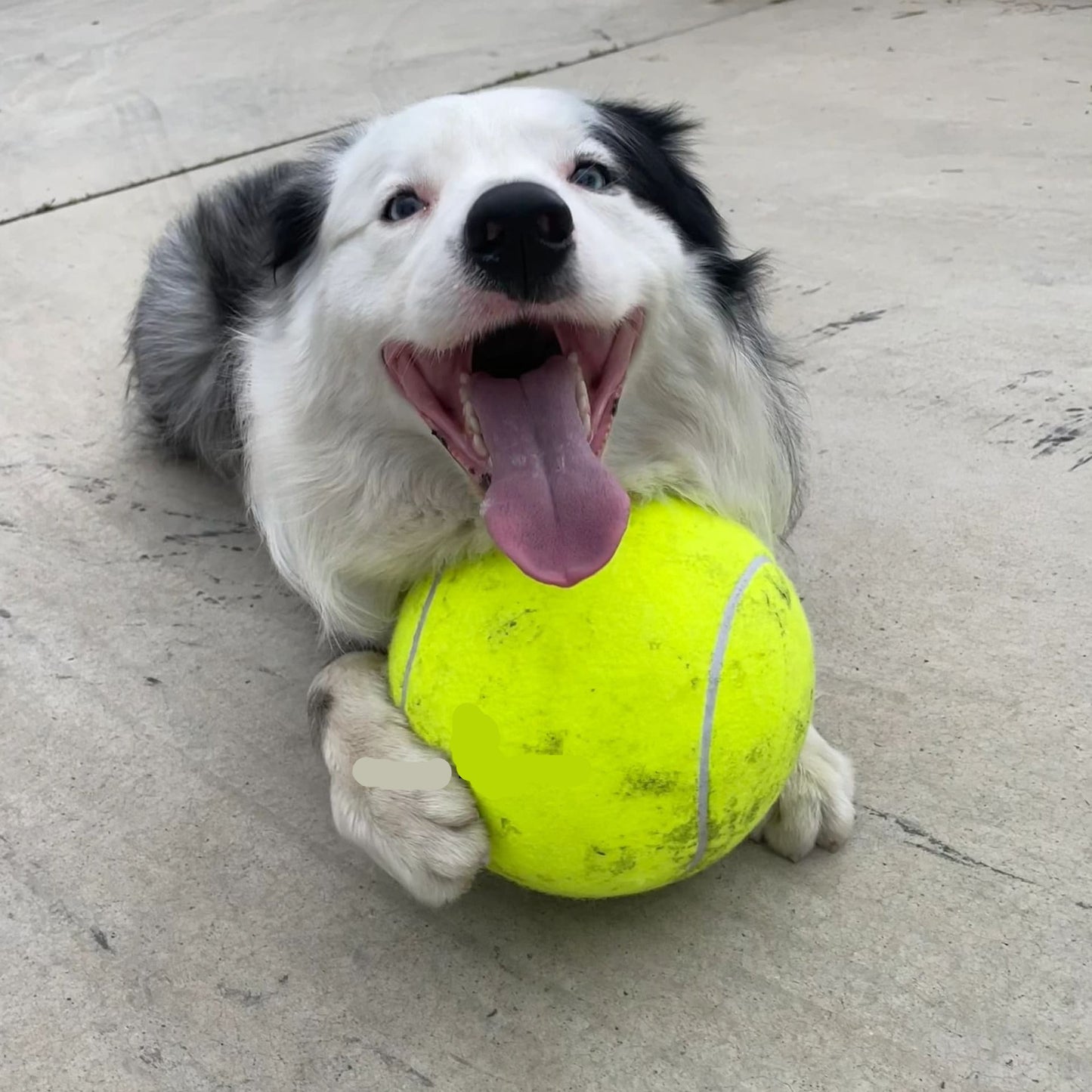 RiesenSpaß - Monster-Tennisball für Hunde