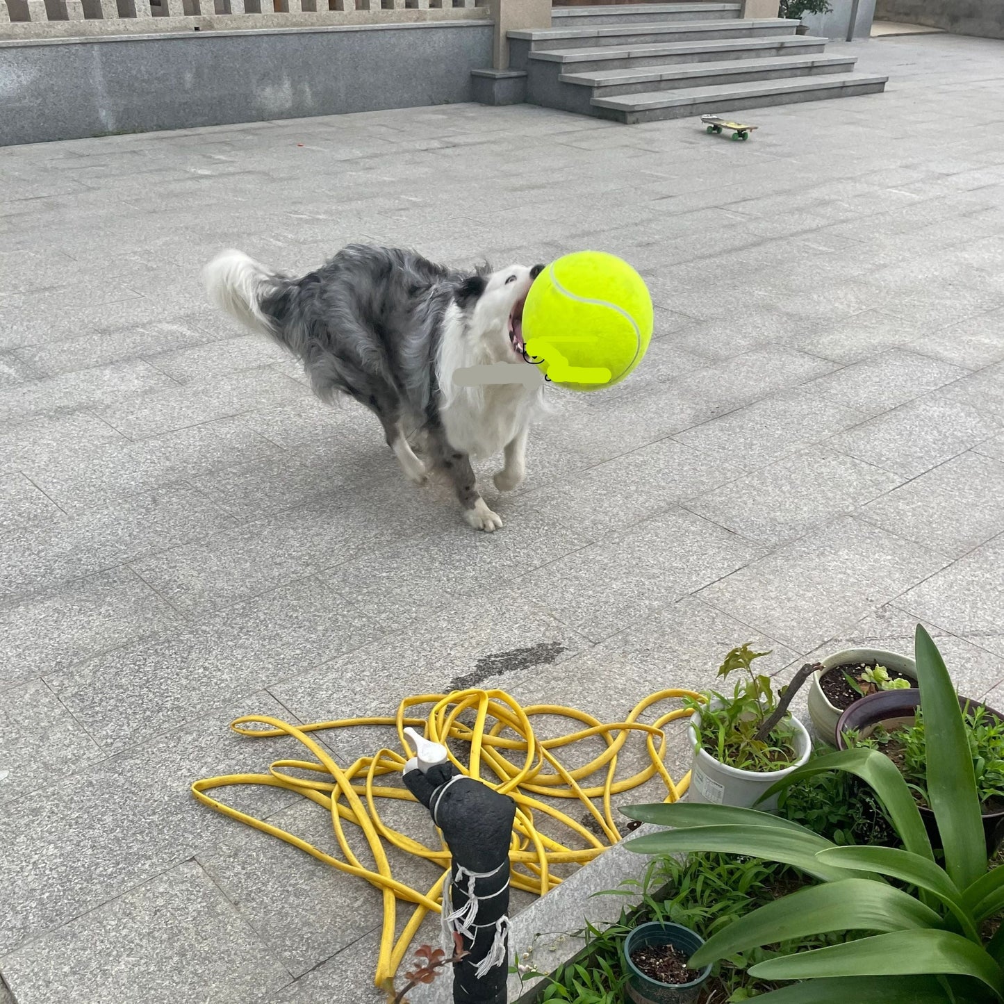 RiesenSpaß - Monster-Tennisball für Hunde