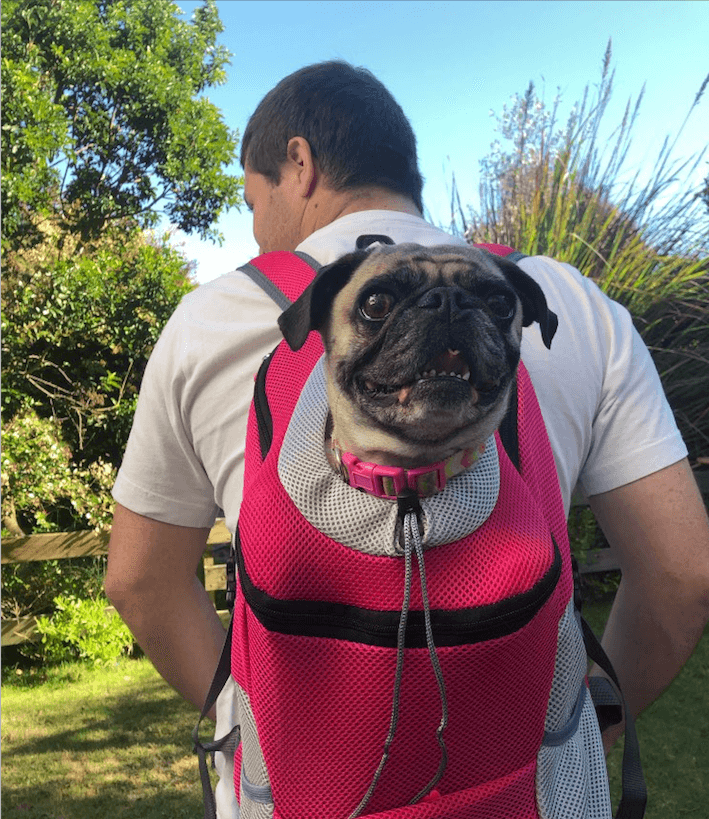 AdventurePaws: Vielseitiger Hunde-Rucksack für Aktive