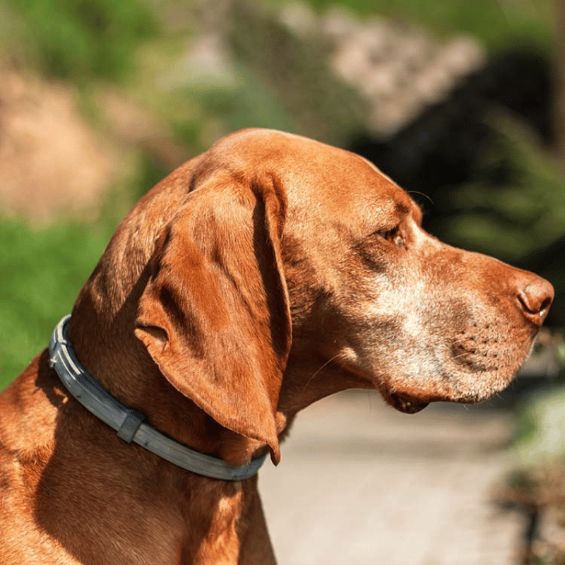 Furryfeet - Floh- und Zeckenschutz-Halsband