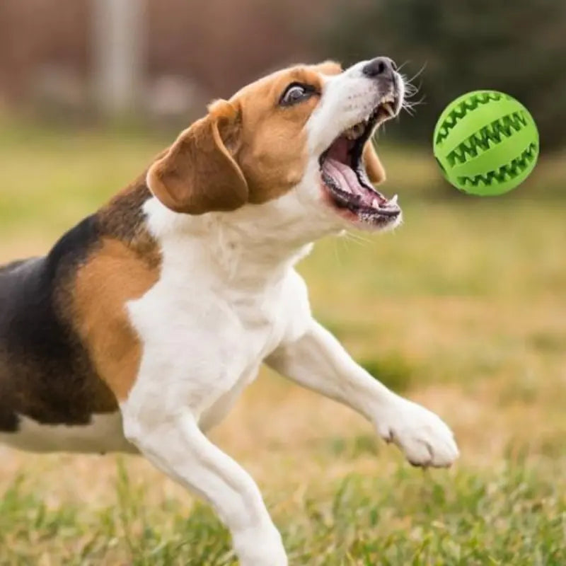 FunBite: Interaktives Gummispielzeug für Hunde