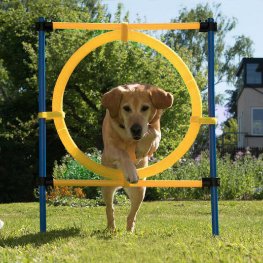 AgiliFreude - Gelbes Agility Starterset