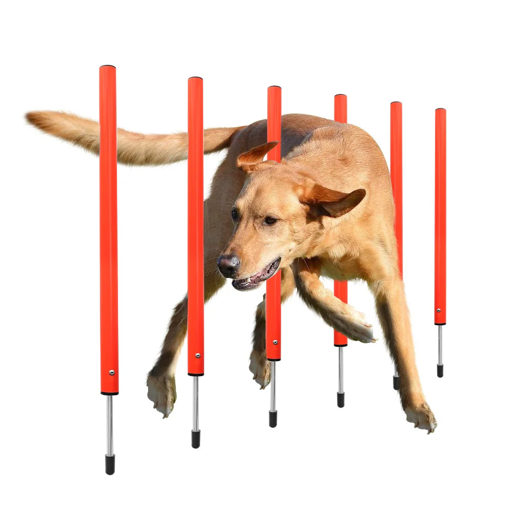 Agility-Sprungset für Hunde: Spaß & Fitness!