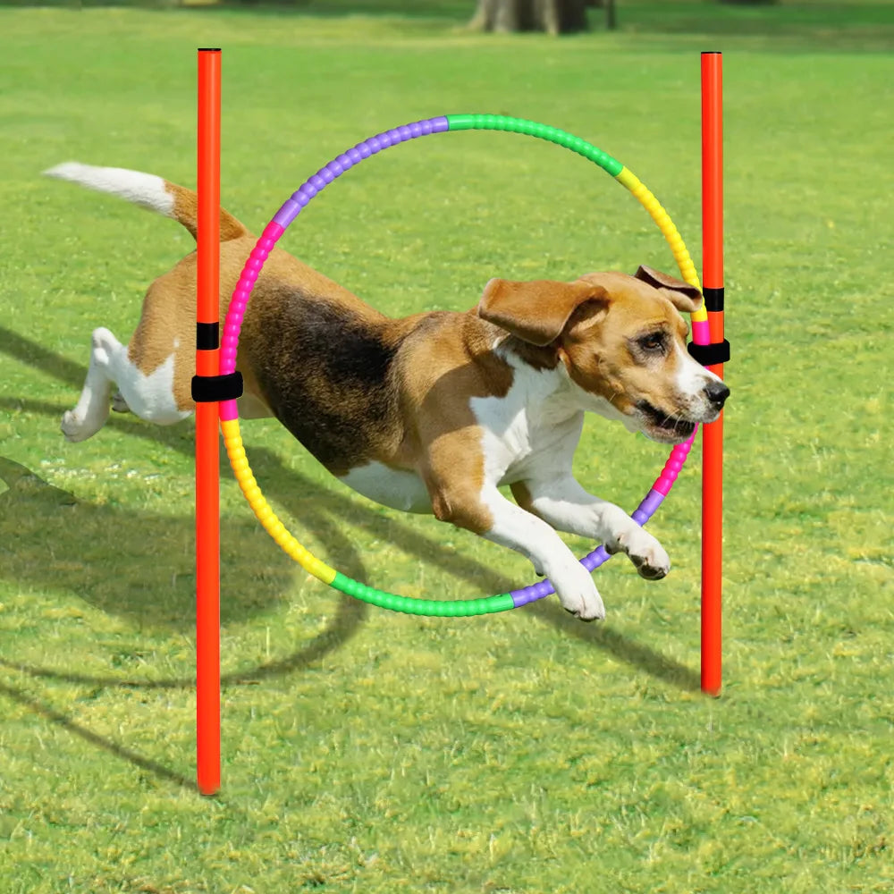 Agility-Sprungset für Hunde: Spaß & Fitness!