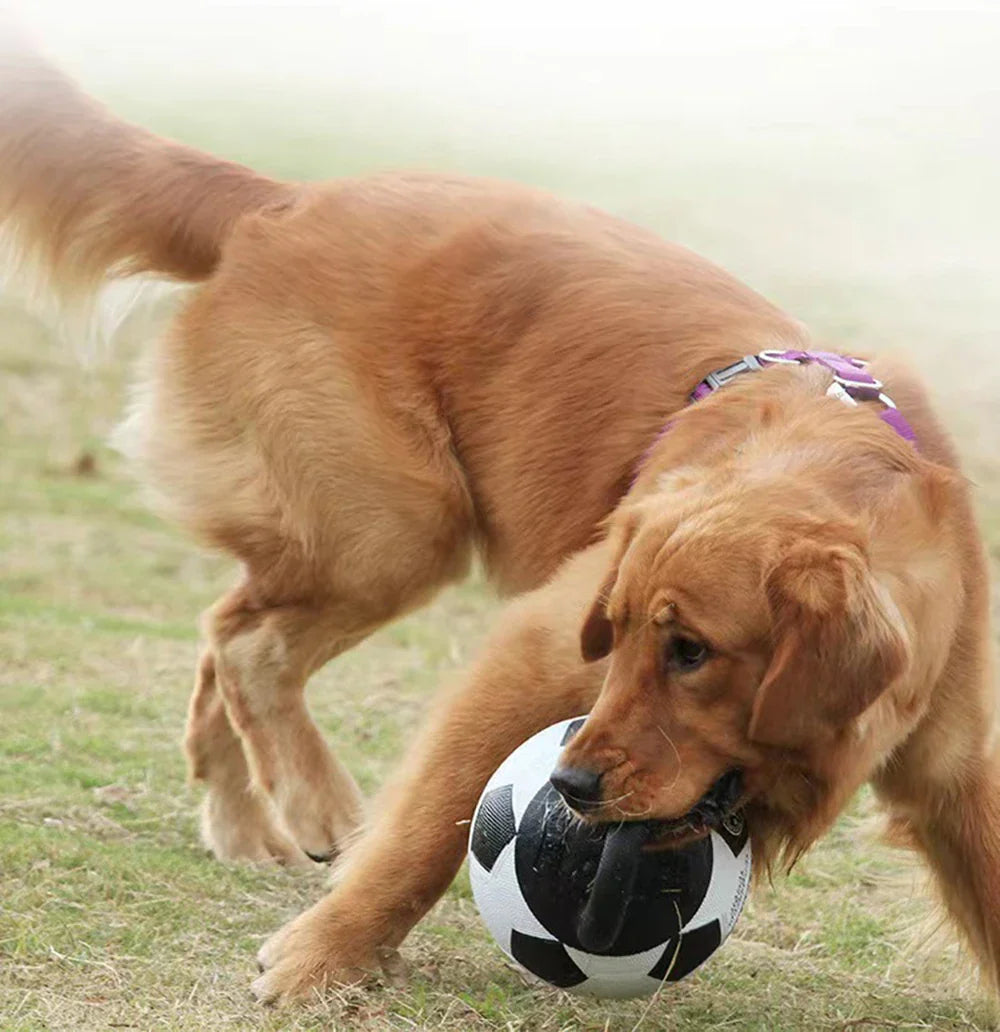 TrainerBall - Unzerstörbarer Trainingsball für Hunde