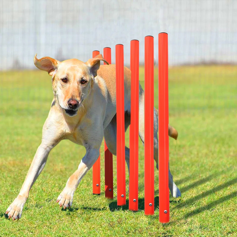 Agility-Sprungset für Hunde: Spaß & Fitness!