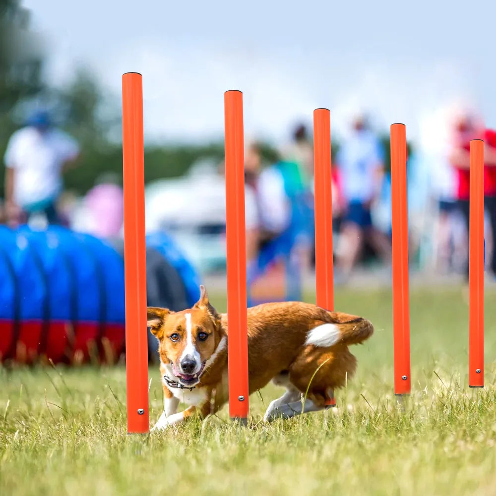 Agility-Sprungset für Hunde: Spaß & Fitness!