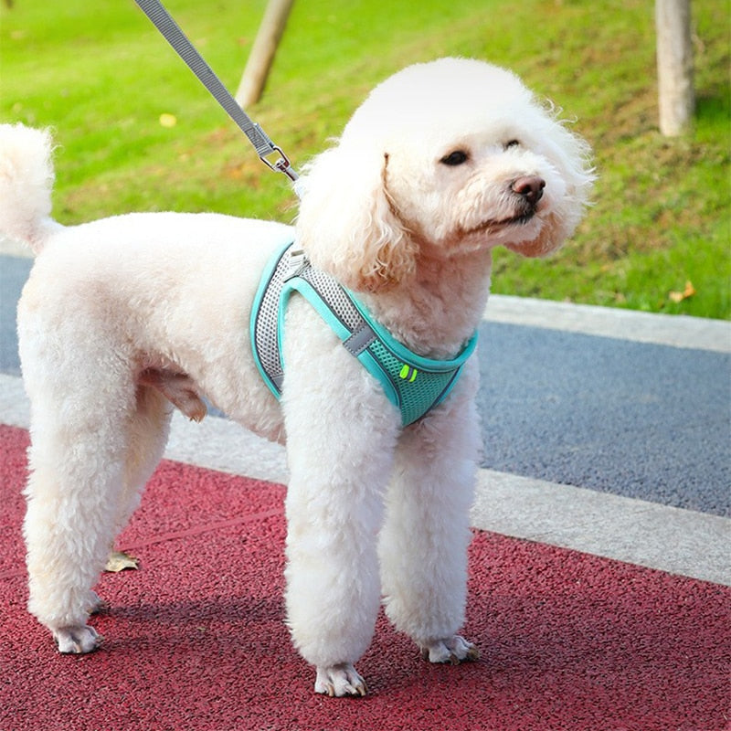 Sicherheitsweste - Reflektierendes Hundegeschirr