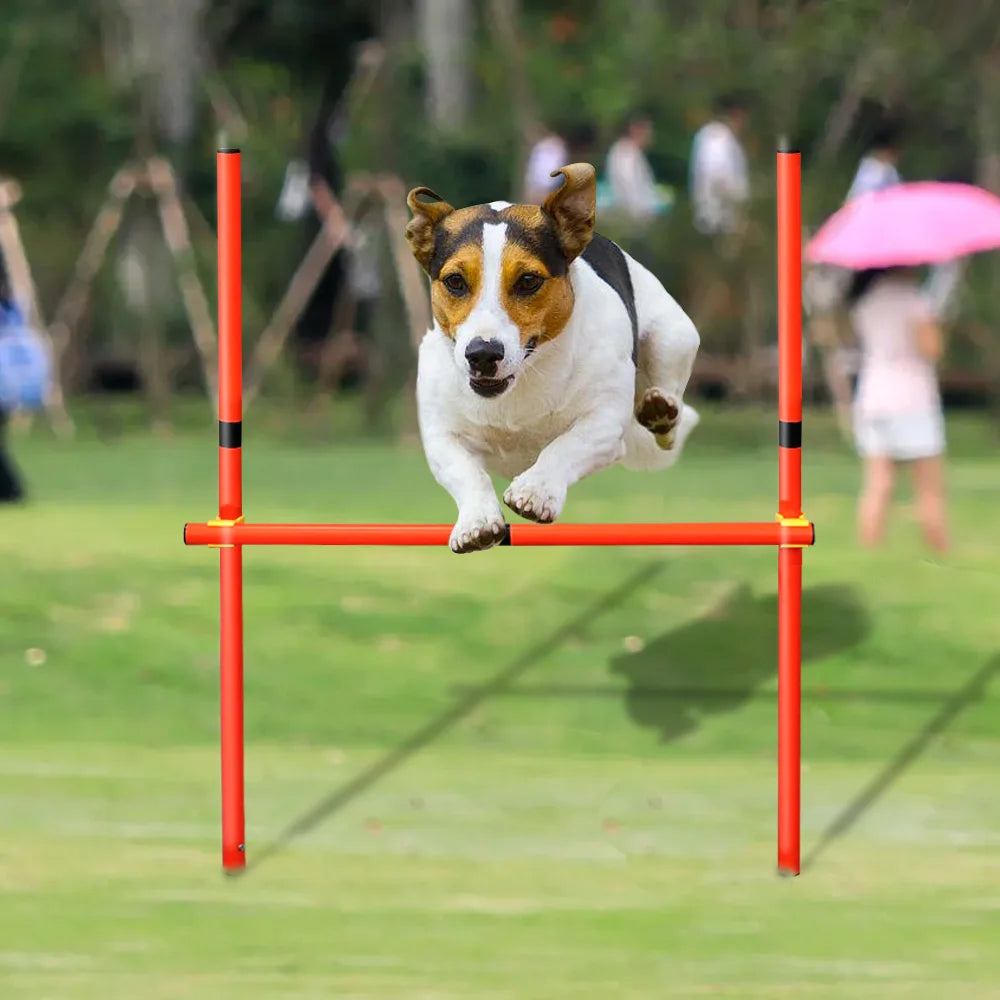 Agility-Sprungset für Hunde: Spaß & Fitness!