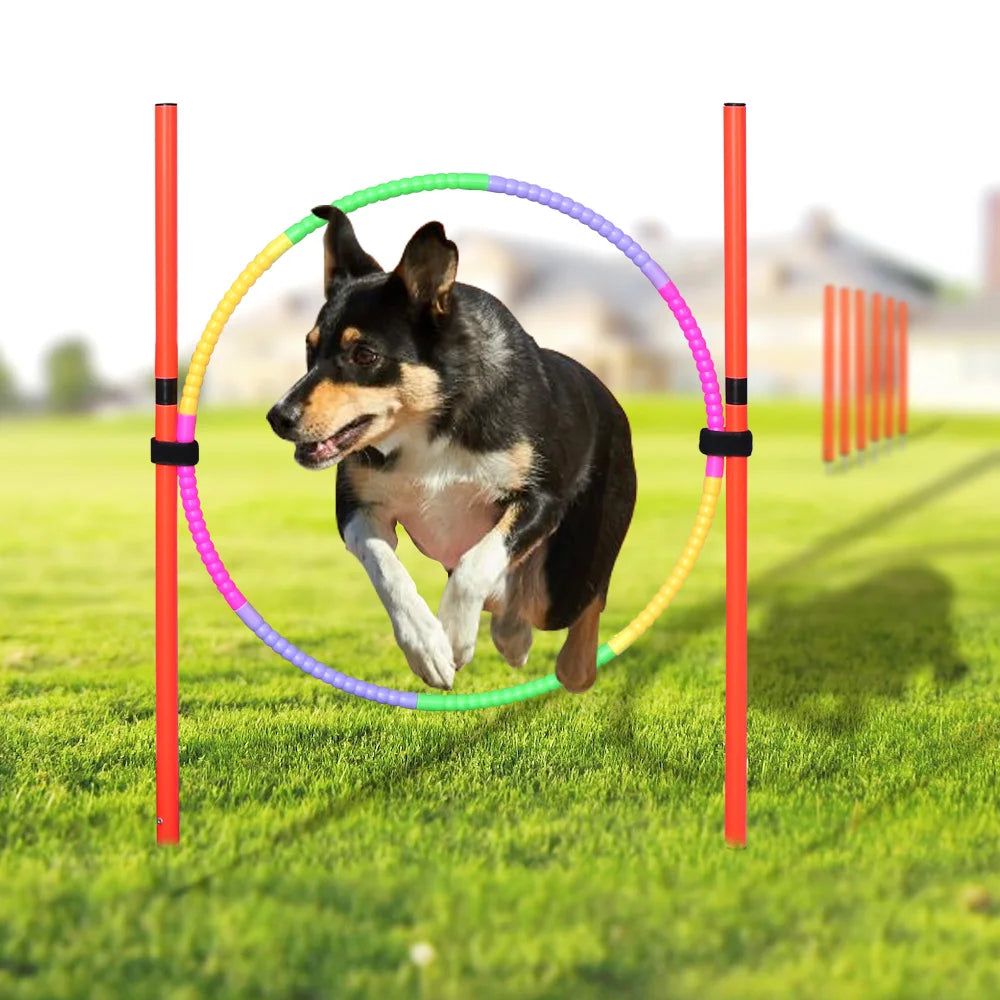 Agility-Sprungset für Hunde: Spaß & Fitness!