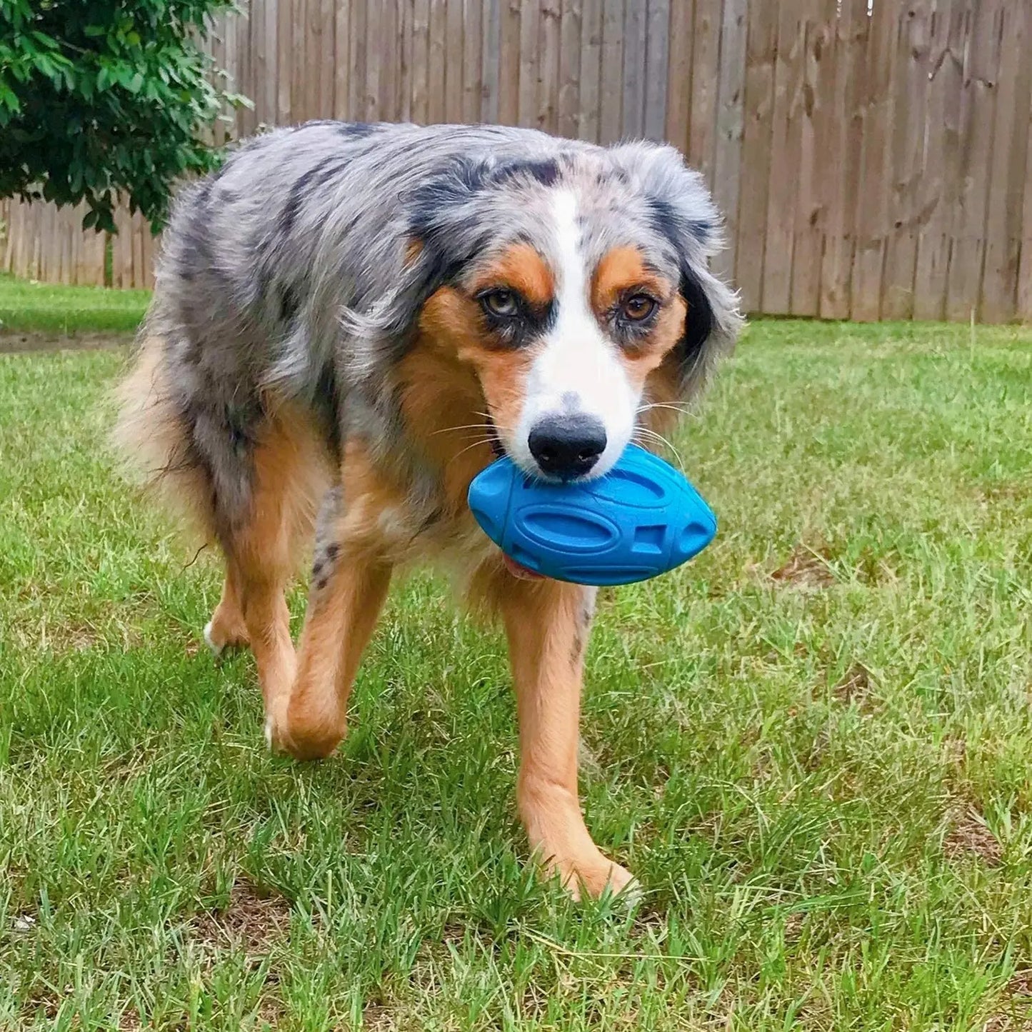 QuietschKugel - Robuster Kauspielball für aggressive Kauer in Blau