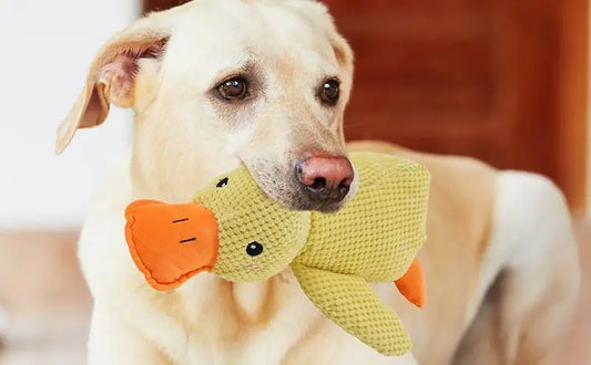 Beruhigendes Quietsch-Entenspielzeug für Hunde