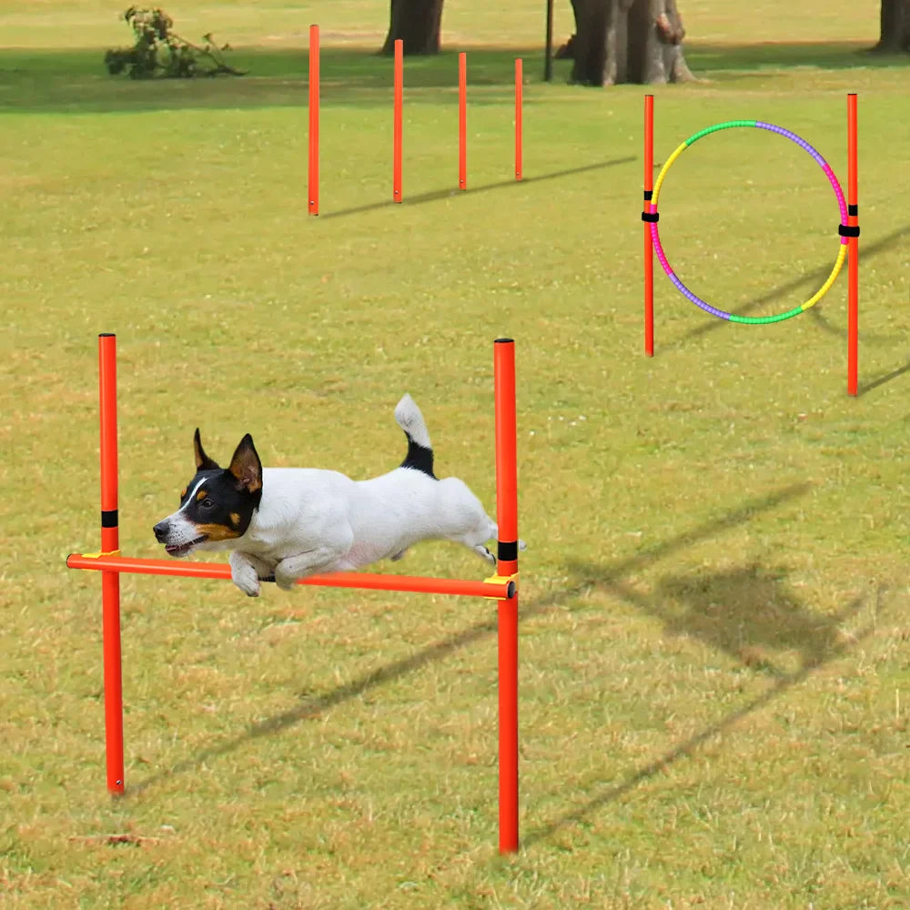 Agility-Sprungset für Hunde: Spaß & Fitness!