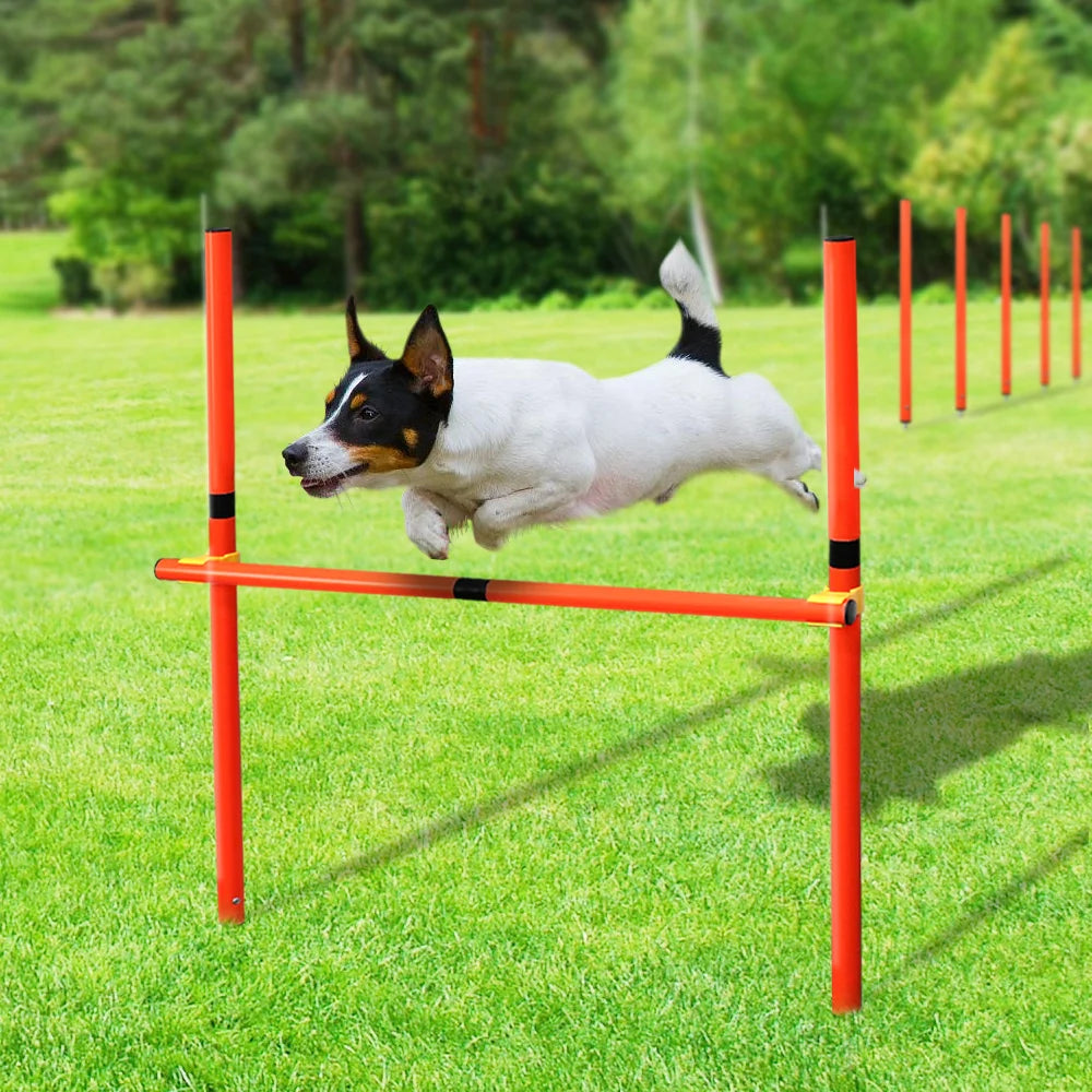 Agility-Sprungset für Hunde: Spaß & Fitness!