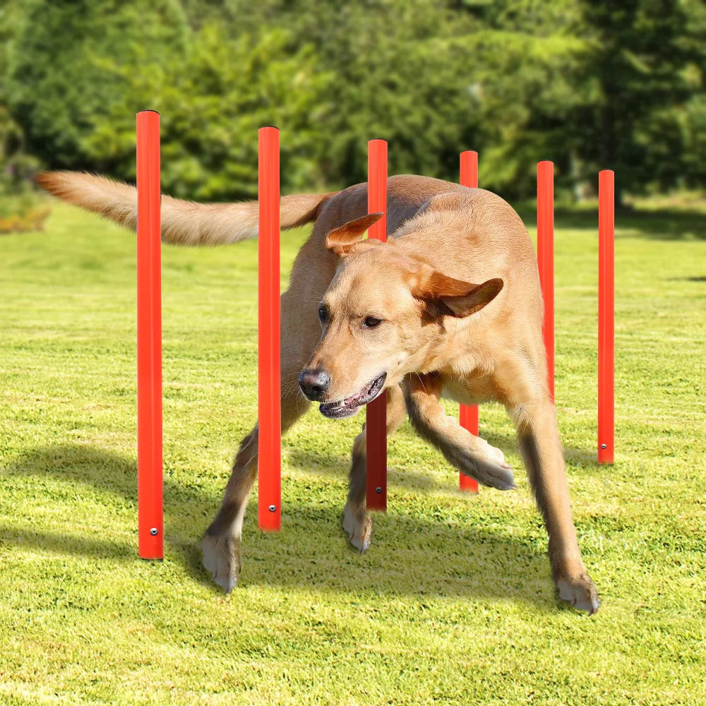 Agility-Sprungset für Hunde: Spaß & Fitness!