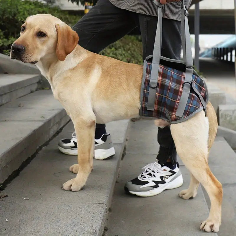 Hunde-Beinhebelschlinge & Unterstützungsgurt