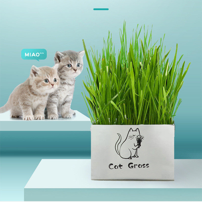 GreenPaws: Organisches Katzen-Gras Kit – Gesund & Einfach!