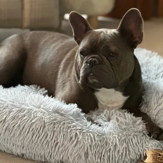 Plüsch Waschbares Hunde Donut Bett