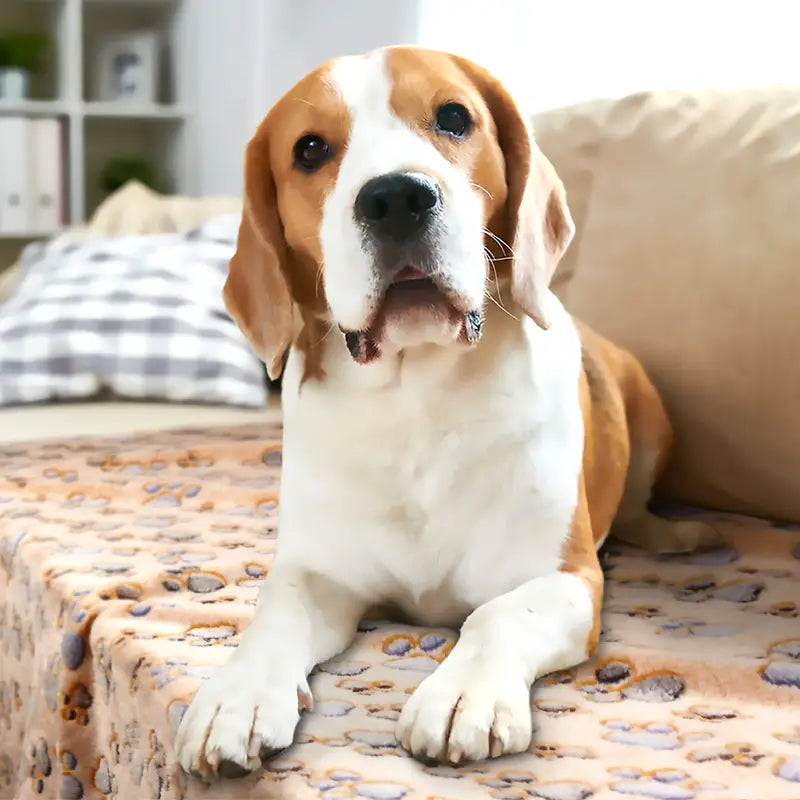 3er-Pack Pfotenabdruck-Decken - Waschbar & Perfekt für Großtiere!