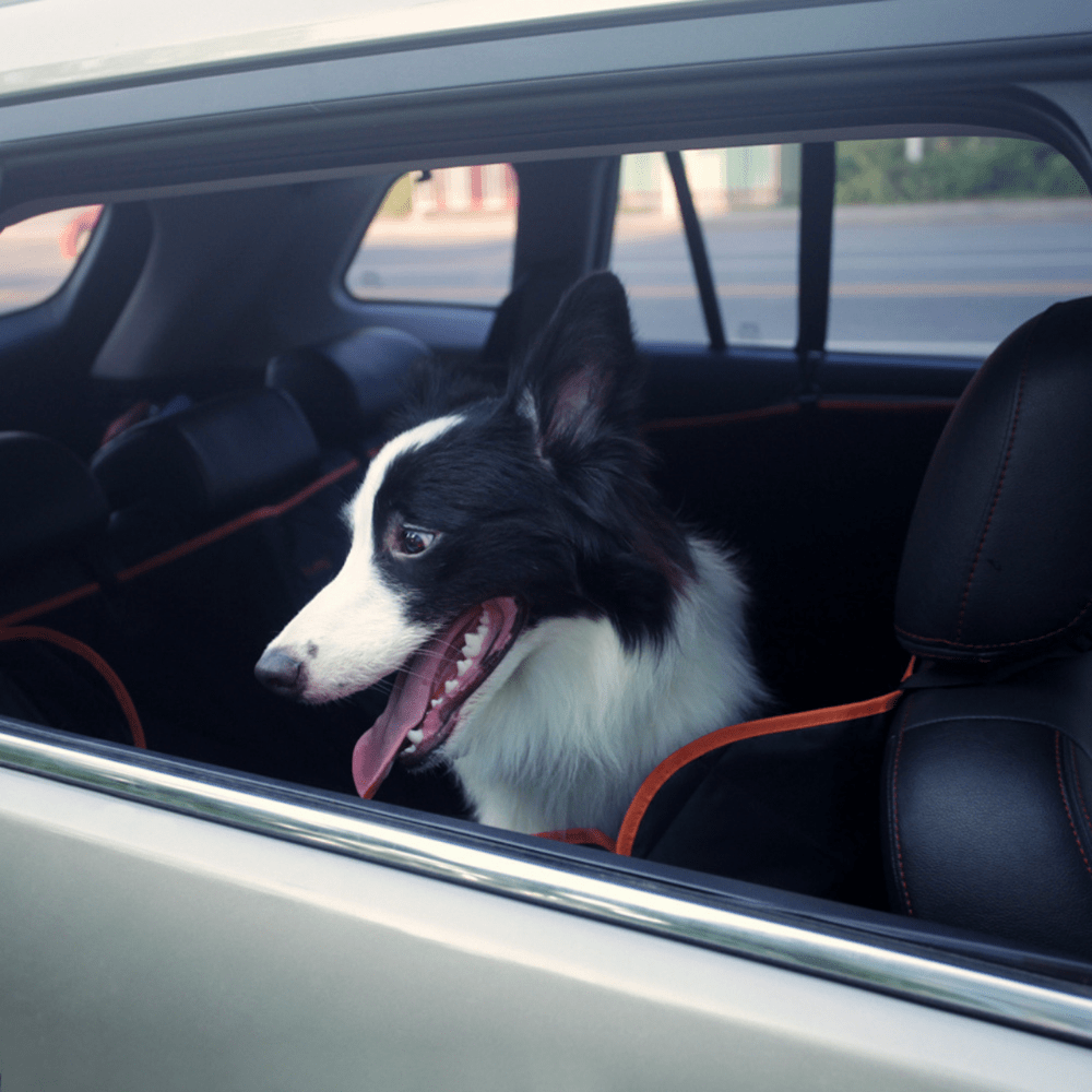 Autositzbezug für Hunde mit Mesh-Fenster und Hängematte