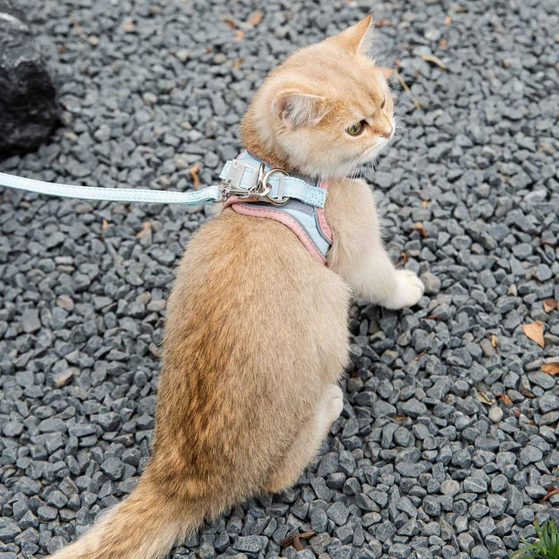 Reflektierendes Katzen-Geschirr