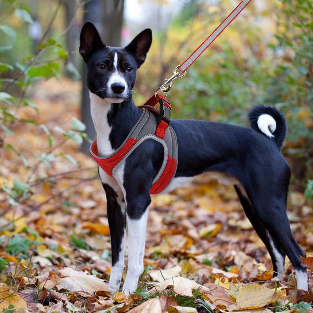 WeichGeschirr - Blaues Hundegeschirr mit Leine