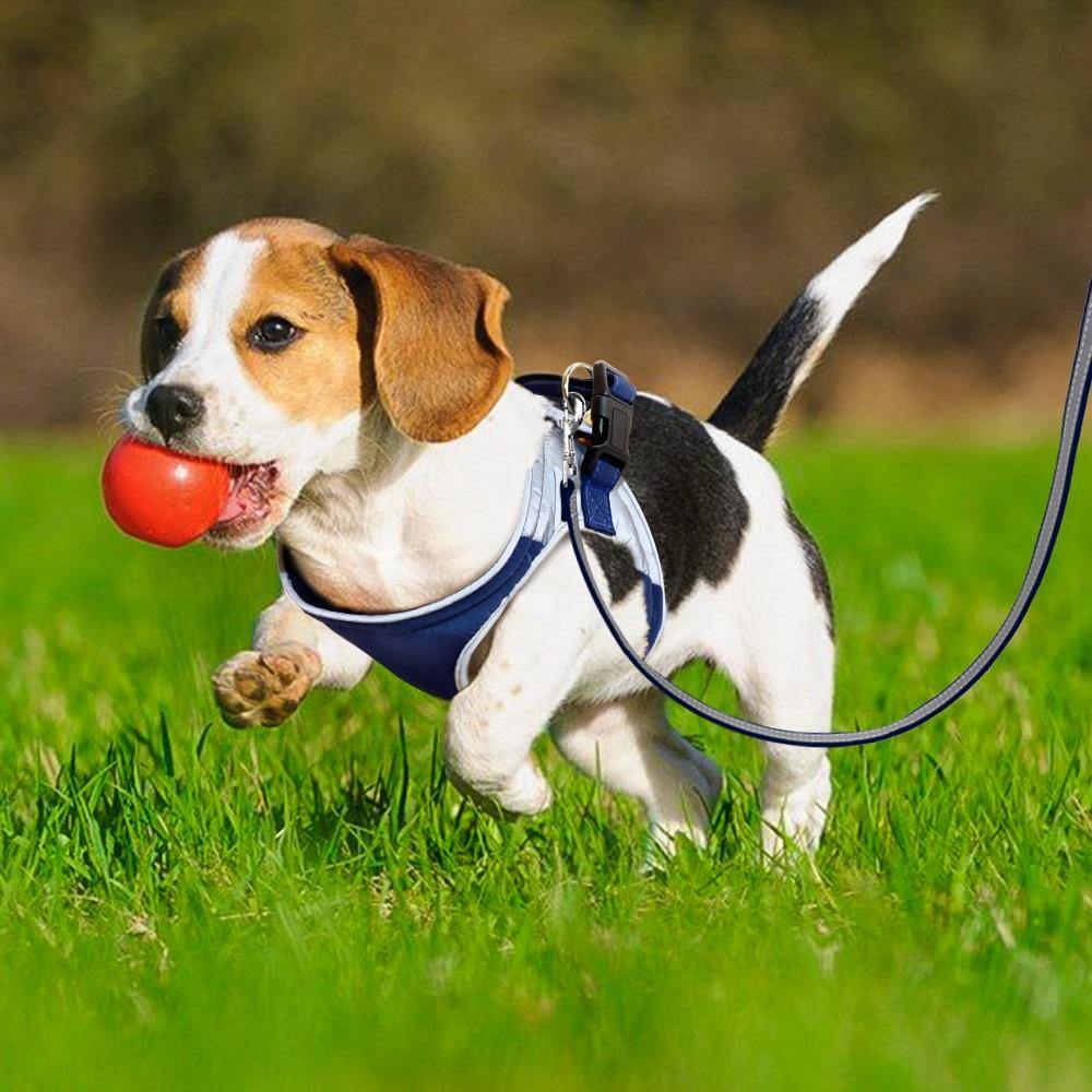 WeichGeschirr - Blaues Hundegeschirr mit Leine